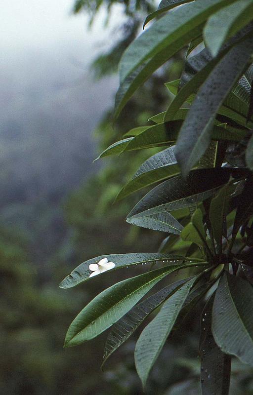 WT 0800 130-07 Thailand.jpg